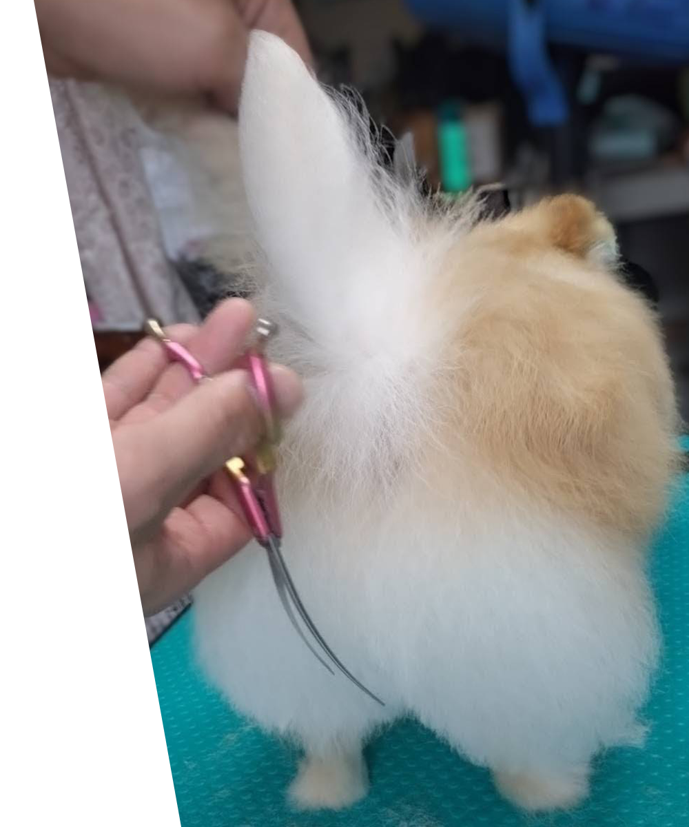 犬の大衆理容・出張トリミング DREAMER