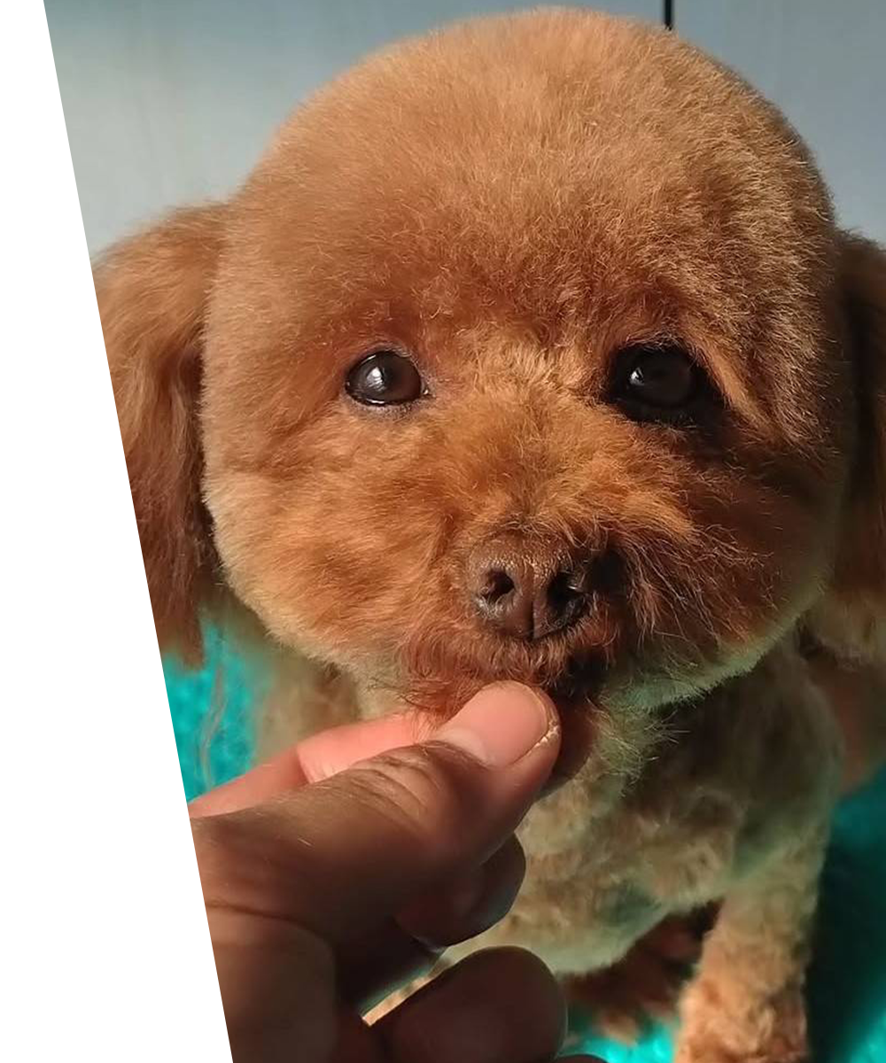 犬の大衆理容・出張トリミング DREAMER